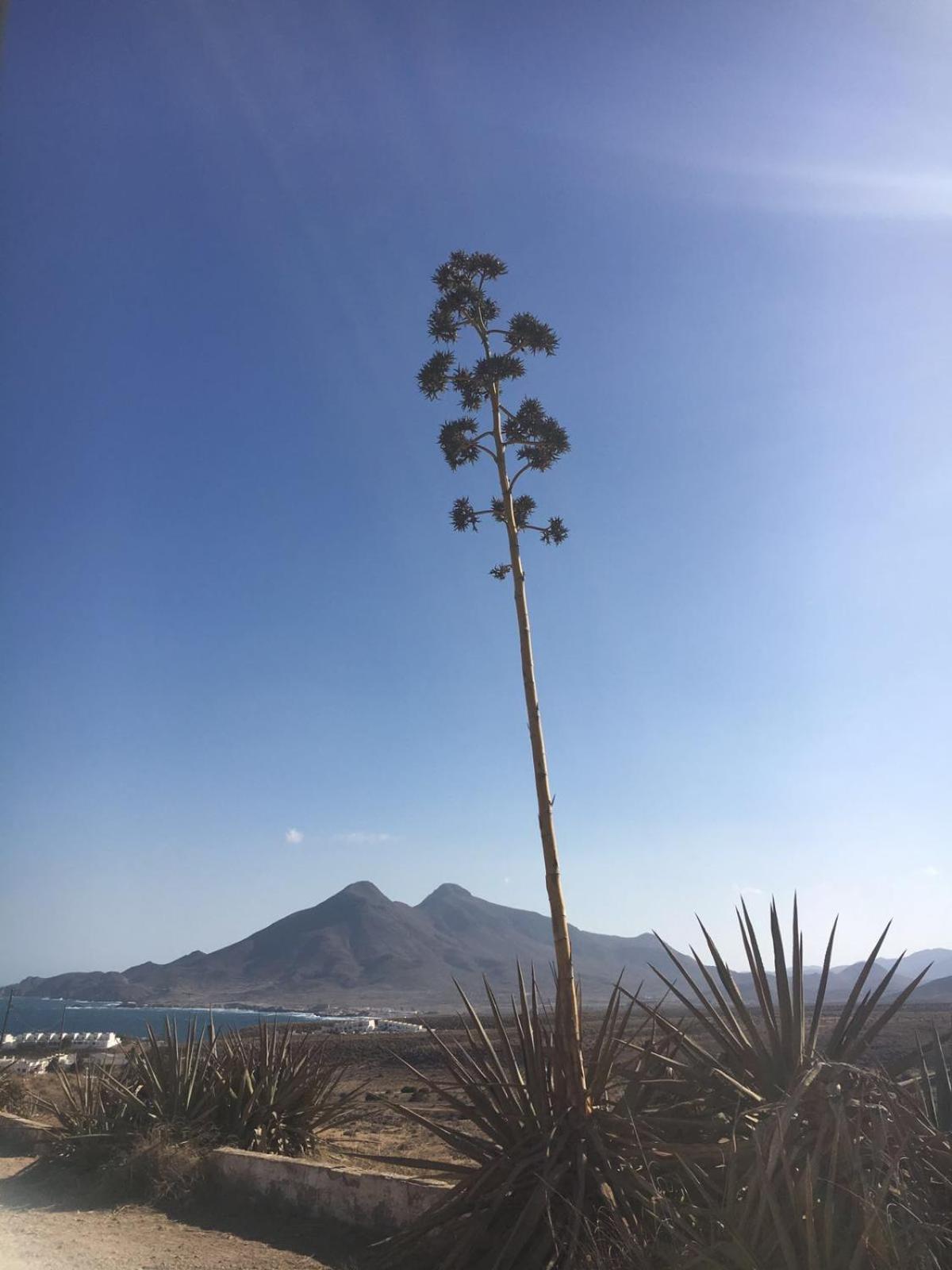 Casas Rurales Cortijo Torreblanca Parque Cabo De Gata Эль-Посо-де-лос-Фрайлес Экстерьер фото
